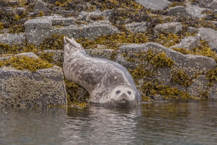 Framed Print : North America, USA, Alaska, Katmai National Park, Kukak Bay. Harbor Seal, Phoca vitulina