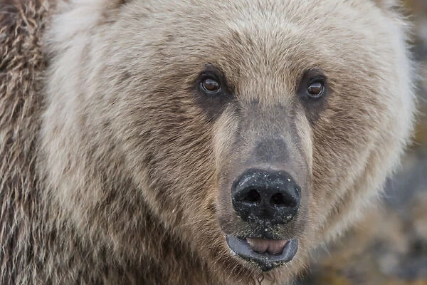 North America, USA, Alaska, Katmai National Park, Kukak Bay. Coastal Brown Bear, Grizzly