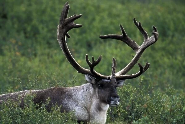 North America, USA, Alaska, Katmai National Park. Caribou (Rangifer tarandus)