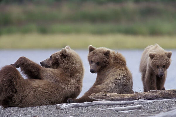 North America, USA, Alaska, Katmai NP. Grizzly sow and cub wrestle