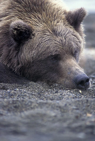 North America, USA, Alaska, Katmai NP, Naknek Lake beach. Brown bear