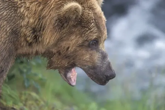 Framed Print : North America, USA, Alaska, Katmai NP, Brooks Falls. Brown bear (Ursus arctos)