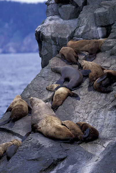 North America, USA, Alaska, Kenai Fjords NP, Resurrection Bay. Stellars sea lions