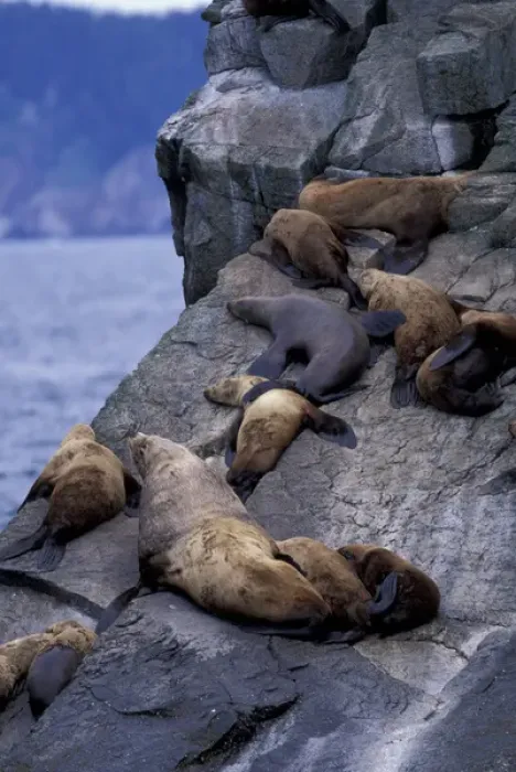 Framed Print : North America, USA, Alaska, Kenai Fjords NP, Resurrection Bay. Stellars sea lions