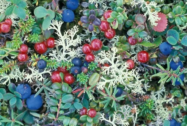 North America, USA, Alaska, Landscape, berries and foliage