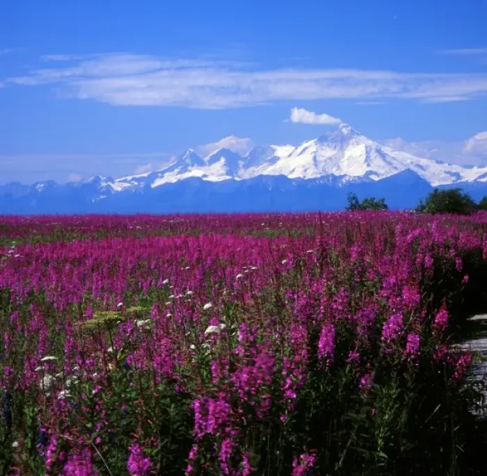 Framed Print : North America, USA, Alaska, Mt. Iliamna and Fireweed from Kenai Peninsula over Cook Inlet Framed Print : North America, USA, Alaska, Mt. Iliamna and Fireweed from Kenai Peninsula over Cook Inlet
