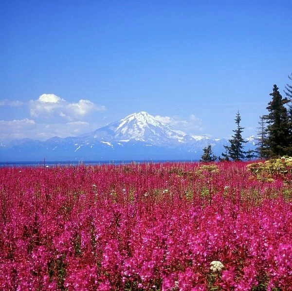 North America, USA, Alaska, Mt, Redoubt and Fireweed from Kenai Peninsula over Cook Inlet