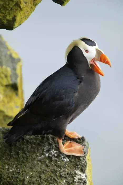 Framed Print : North America, USA, Alaska, Pribilof Islands, St Paul. Tufted Puffin Framed Print : North America, USA, Alaska, Pribilof Islands, St Paul. Tufted Puffin