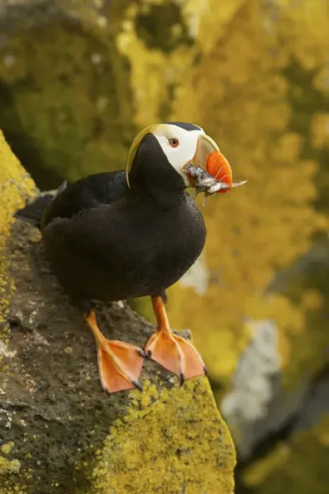Framed Print : North America, USA, Alaska, Pribilof Islands, St Paul. Tufted puffin with a mouthful Framed Print : North America, USA, Alaska, Pribilof Islands, St Paul. Tufted puffin with a mouthful