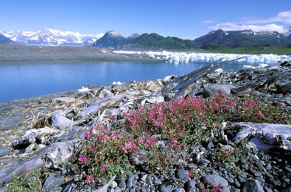North America, USA, Alaska, Prince William Sound, Columbia Bay. Dwarf fireweed