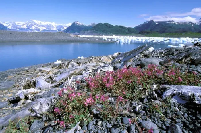 Framed Print : North America, USA, Alaska, Prince William Sound, Columbia Bay. Dwarf fireweed