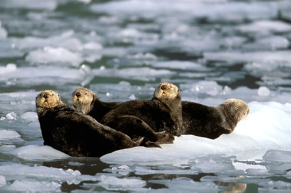 North America, USA, Alaska, Prince William Sound, Harriman Fjord. Group of Sea Otters