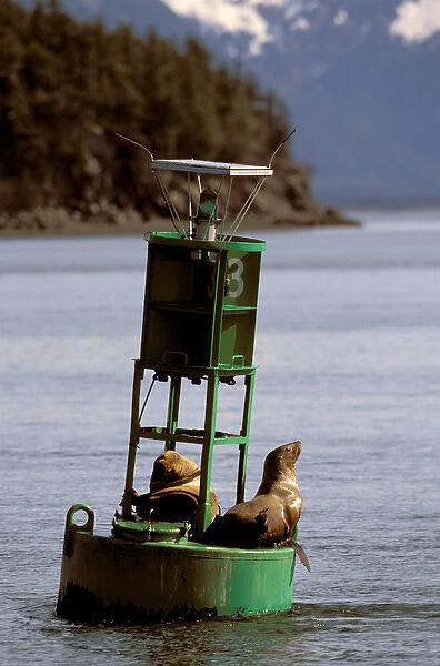 North America, USA, Alaska, Prince William Sound. Endangered Stellar sea lions (Eumetopias