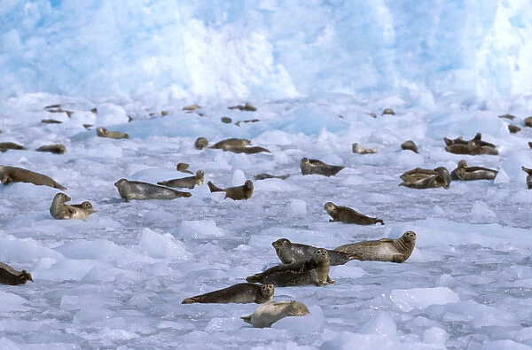 North America, USA, Alaska, Prince William Sound, Chenega Glacier. A group of harbor seals