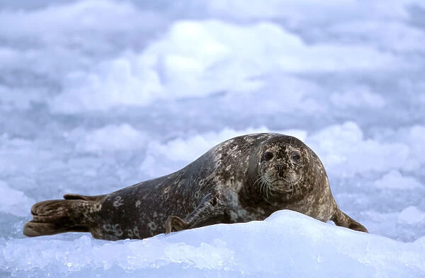North America, USA, Alaska, Prince William Sound, Chenega Glacier. Harbor seal (Phoca