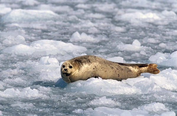 North America, USA, Alaska, Prince William Sound, Chenega Glacier. A harbor seal