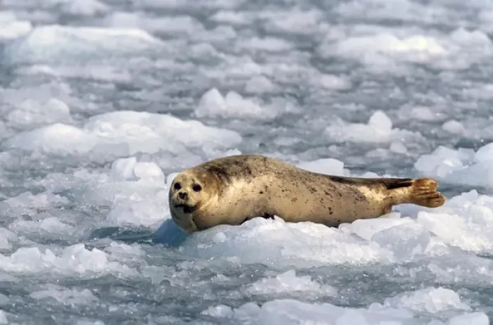 Framed Print : North America, USA, Alaska, Prince William Sound, Chenega Glacier. A harbor seal Framed Print : North America, USA, Alaska, Prince William Sound, Chenega Glacier. A harbor seal