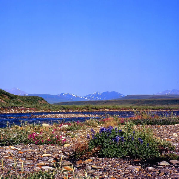 North America, USA, Alaska, Sadlerochit River and Franklin Mountains, Wildflowers