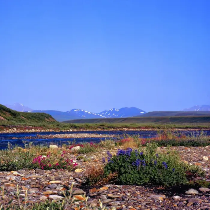 Framed Print : North America, USA, Alaska, Sadlerochit River and Franklin Mountains, Wildflowers Framed Print : North America, USA, Alaska, Sadlerochit River and Franklin Mountains, Wildflowers
