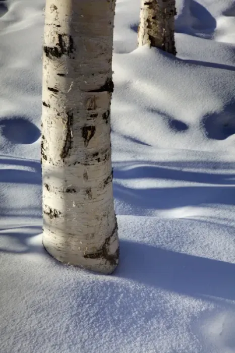 Framed Print : North America; USA; Alaska; Shadows from Burch Trees in Snow Framed Print : North America; USA; Alaska; Shadows from Burch Trees in Snow