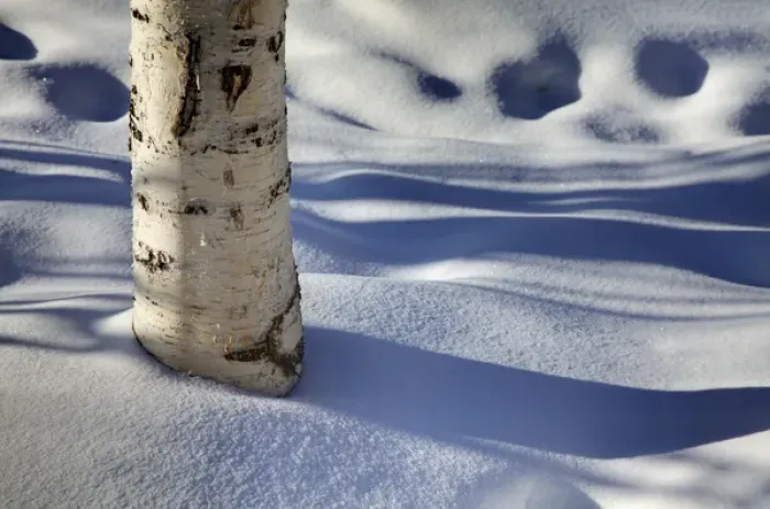 Framed Print : North America; USA; Alaska; Shadows from Burch Trees in Snow Framed Print : North America; USA; Alaska; Shadows from Burch Trees in Snow