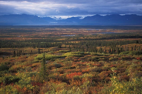 North America, USA, Alaska. The start of fall colors off the Old Denali Highway