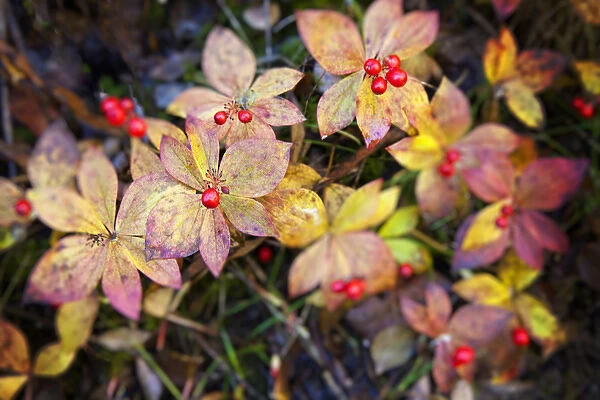 North America; USA; Alaska; Thompson Pass; Autumn Color in the Bunchberries