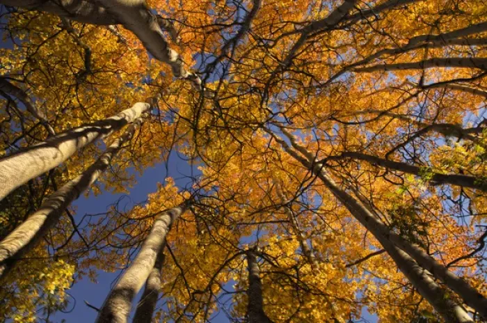 Framed Print : North America; USA; Alaska; View of Aspens looking into Sky Framed Print : North America; USA; Alaska; View of Aspens looking into Sky