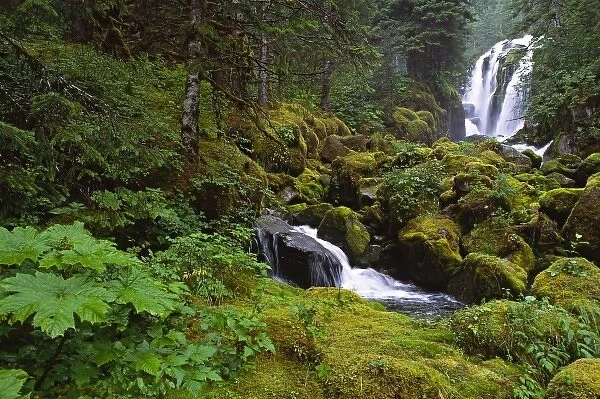 North America, USA, Alaska. A waterfall and rain forest in Southeast Alaska