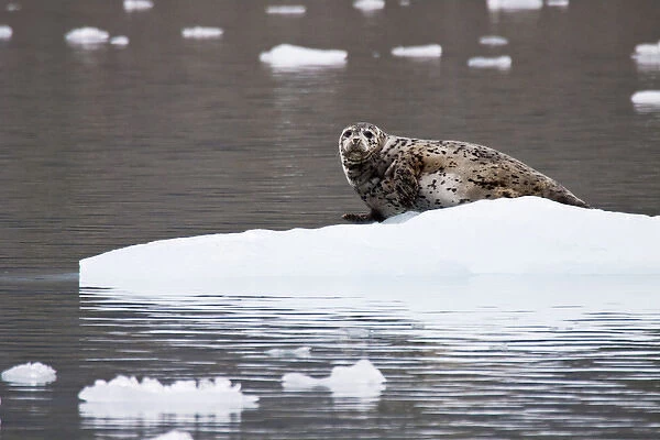 North America; USA; Alaska; Wrangell St Elias National Park; Spotted Harbor Seal