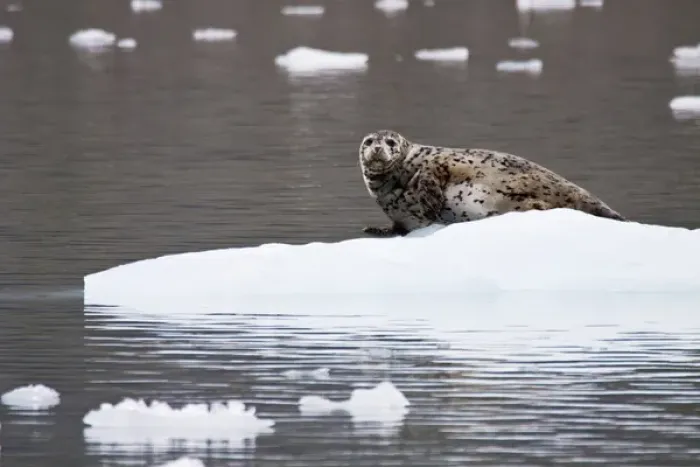 Framed Print : North America; USA; Alaska; Wrangell St Elias National Park; Spotted Harbor Seal Framed Print : North America; USA; Alaska; Wrangell St Elias National Park; Spotted Harbor Seal