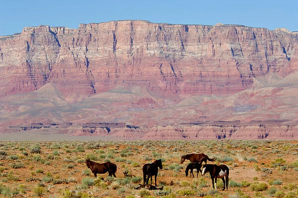 North America, USA, Arizona, Grand Canyon National Park, North Rim. Vermillion Cliffs