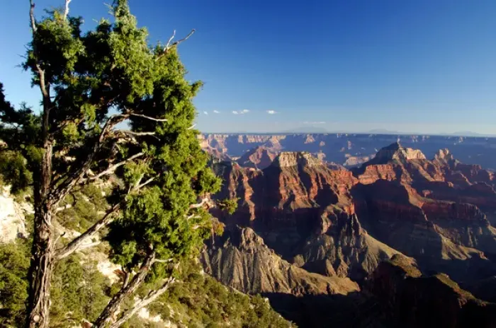 Framed Print : North America, USA, Arizona, Grand Canyon National Park, North Rim. Canyon view with Framed Print : North America, USA, Arizona, Grand Canyon National Park, North Rim. Canyon view with