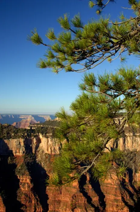 Framed Print : North America, USA, Arizona, Grand Canyon National Park, North Rim. Pine tree