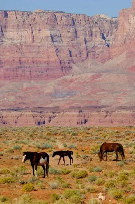Framed Print : North America, USA, Arizona, Grand Canyon National Park, North Rim. Vermillion Cliffs Framed Print : North America, USA, Arizona, Grand Canyon National Park, North Rim. Vermillion Cliffs