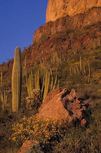 North America, USA, Arizona, Organ Pipe Cactus National Monument flowering Brittlebrush
