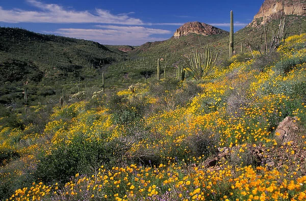North America, USA, Arizona, Organ Pipe Cactus National Monument Mexican poppies