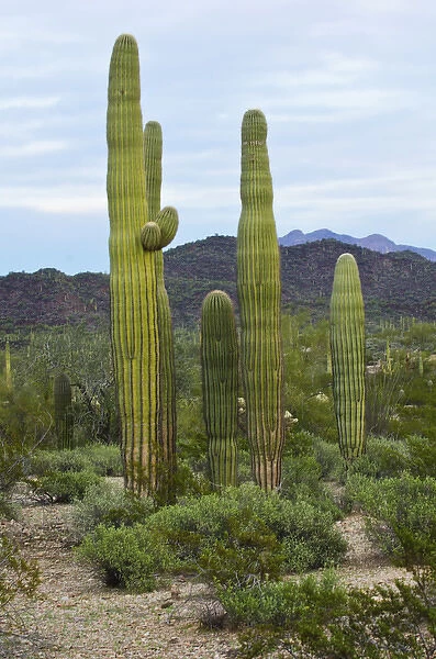 North America, USA, Arizona, Organ Pipe Cactus National Monument. Saguaro Cactus
