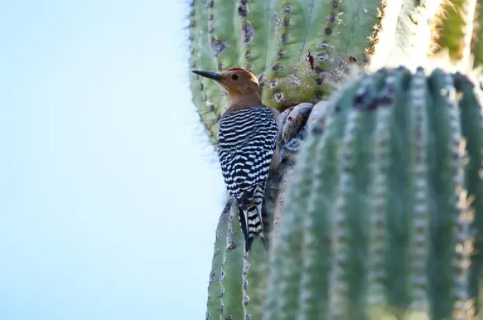 Framed Print : North America, USA, Arizona, Organ Pipe Cactus National Monument, Gila Woodpecker Framed Print : North America, USA, Arizona, Organ Pipe Cactus National Monument, Gila Woodpecker