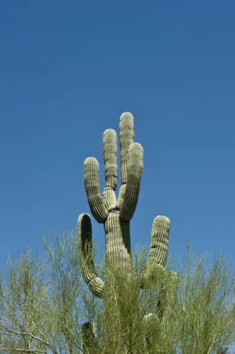 Framed Print : North America, USA, Arizona, Organ Pipe Cactus National Monument, Sonoran Desert Framed Print : North America, USA, Arizona, Organ Pipe Cactus National Monument, Sonoran Desert