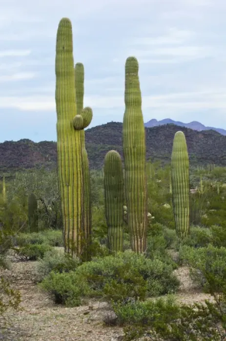 Framed Print : North America, USA, Arizona, Organ Pipe Cactus National Monument. Saguaro Cactus Framed Print : North America, USA, Arizona, Organ Pipe Cactus National Monument. Saguaro Cactus