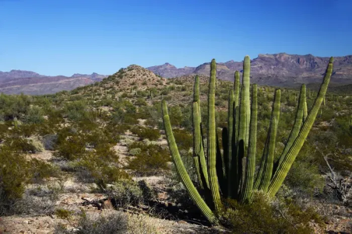 Framed Print : North America, USA, Arizona, Organ Pipe Cactus National Monument