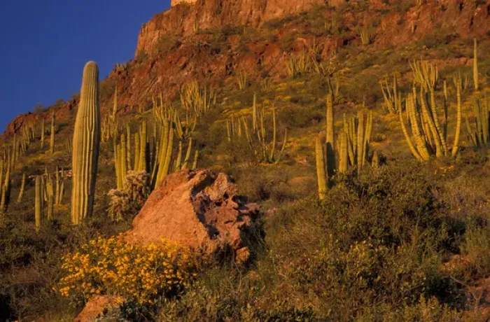 Framed Print : North America, USA, Arizona, Organ Pipe Cactus National Monument flowering Brittlebrush Framed Print : North America, USA, Arizona, Organ Pipe Cactus National Monument flowering Brittlebrush