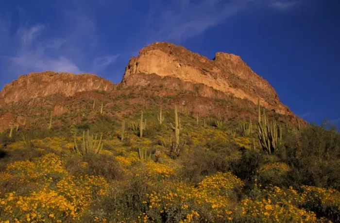 Framed Print : North America, USA, Arizona, Organ Pipe Cactus National Monument flowering Brittlebrush Framed Print : North America, USA, Arizona, Organ Pipe Cactus National Monument flowering Brittlebrush