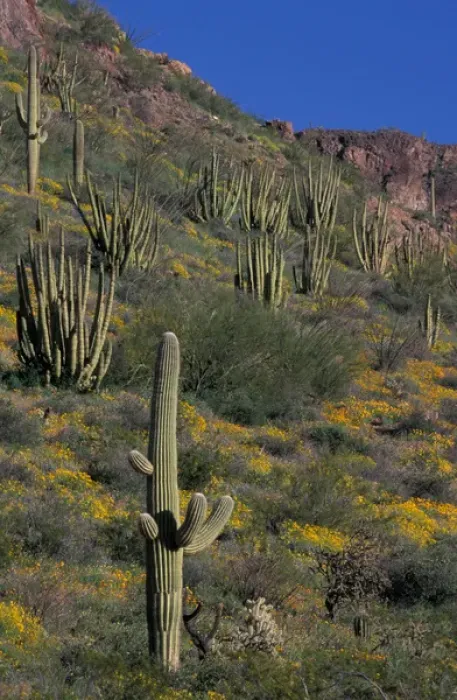 Framed Print : North America, USA, Arizona, Organ Pipe Cactus National Monument flowering Brittlebrush Framed Print : North America, USA, Arizona, Organ Pipe Cactus National Monument flowering Brittlebrush