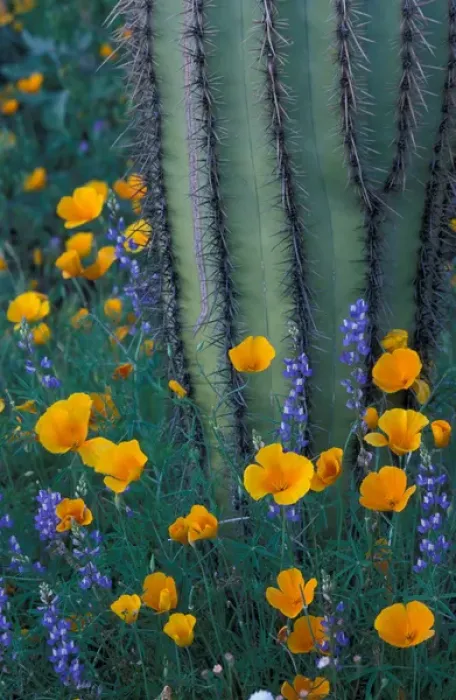 Framed Print : North America, USA, Arizona, Organ Pipe Cactus National Monument Mexican poppies Framed Print : North America, USA, Arizona, Organ Pipe Cactus National Monument Mexican poppies