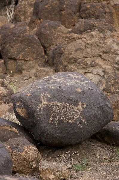 North America, USA, Arizona, Painted Rock Petroglyph Site. Petroglyphs pecked into boulders
