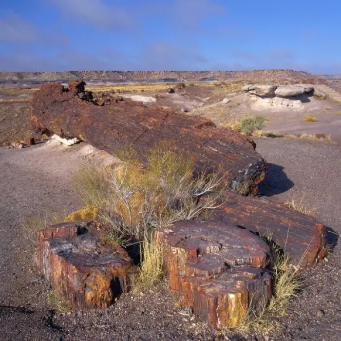 Framed Print : North America, USA, Arizona, Petrified Forest National Park and Painted Desert, Petrified Framed Print : North America, USA, Arizona, Petrified Forest National Park and Painted Desert, Petrified