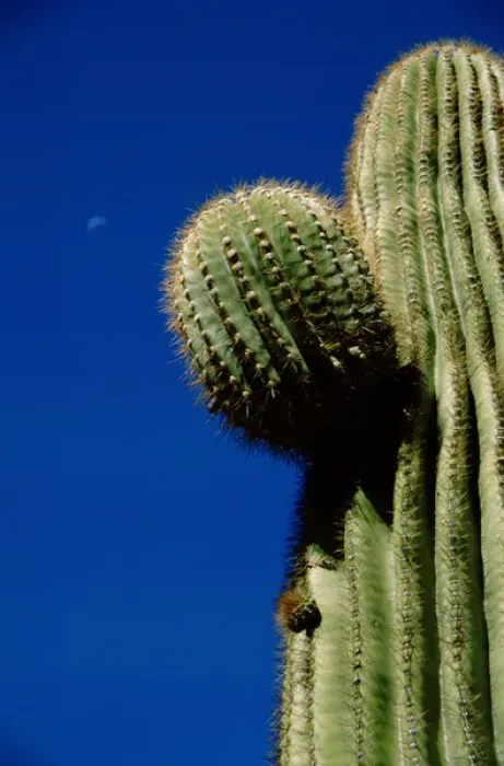 Framed Print : North America, USA, Arizona, Phoenix. Desert Botanical Garden, giant saguaro cactus Framed Print : North America, USA, Arizona, Phoenix. Desert Botanical Garden, giant saguaro cactus