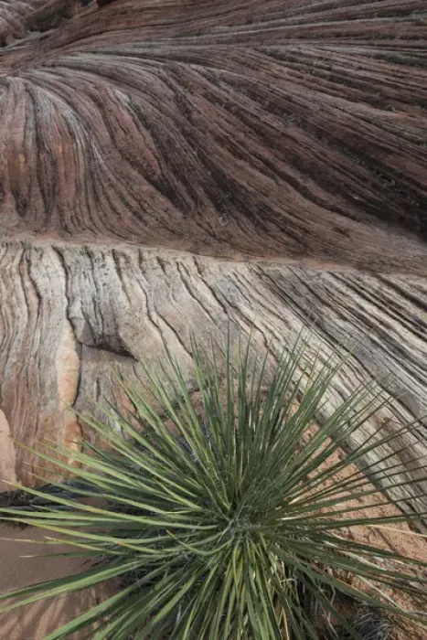 Framed Print : North America, USA, Arizona. Sandstone layers with yucca (Yucca valida) at Vermillion Framed Print : North America, USA, Arizona. Sandstone layers with yucca (Yucca valida) at Vermillion